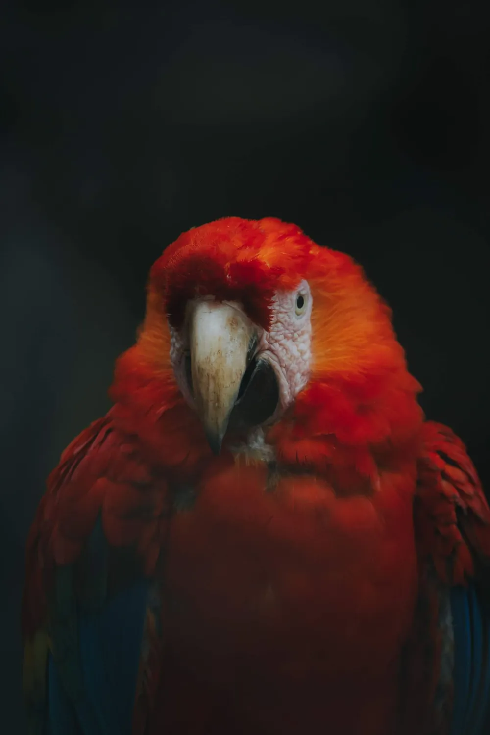Guacamayo escarlata de plumaje rojo y azul