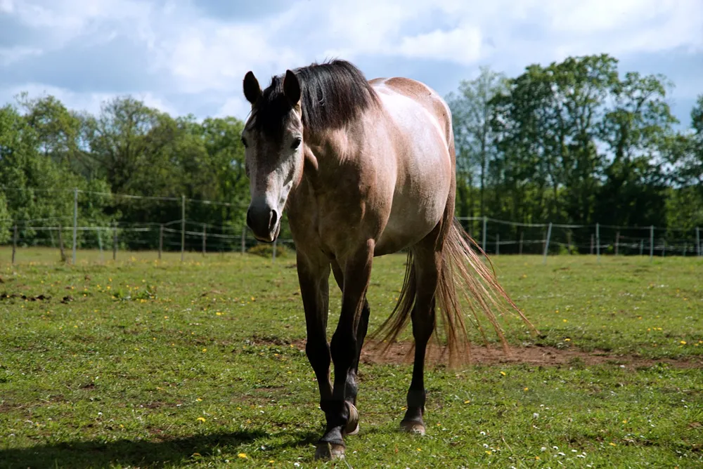 Caballo bayo pastando en un prado verde bajo el cielo despejado