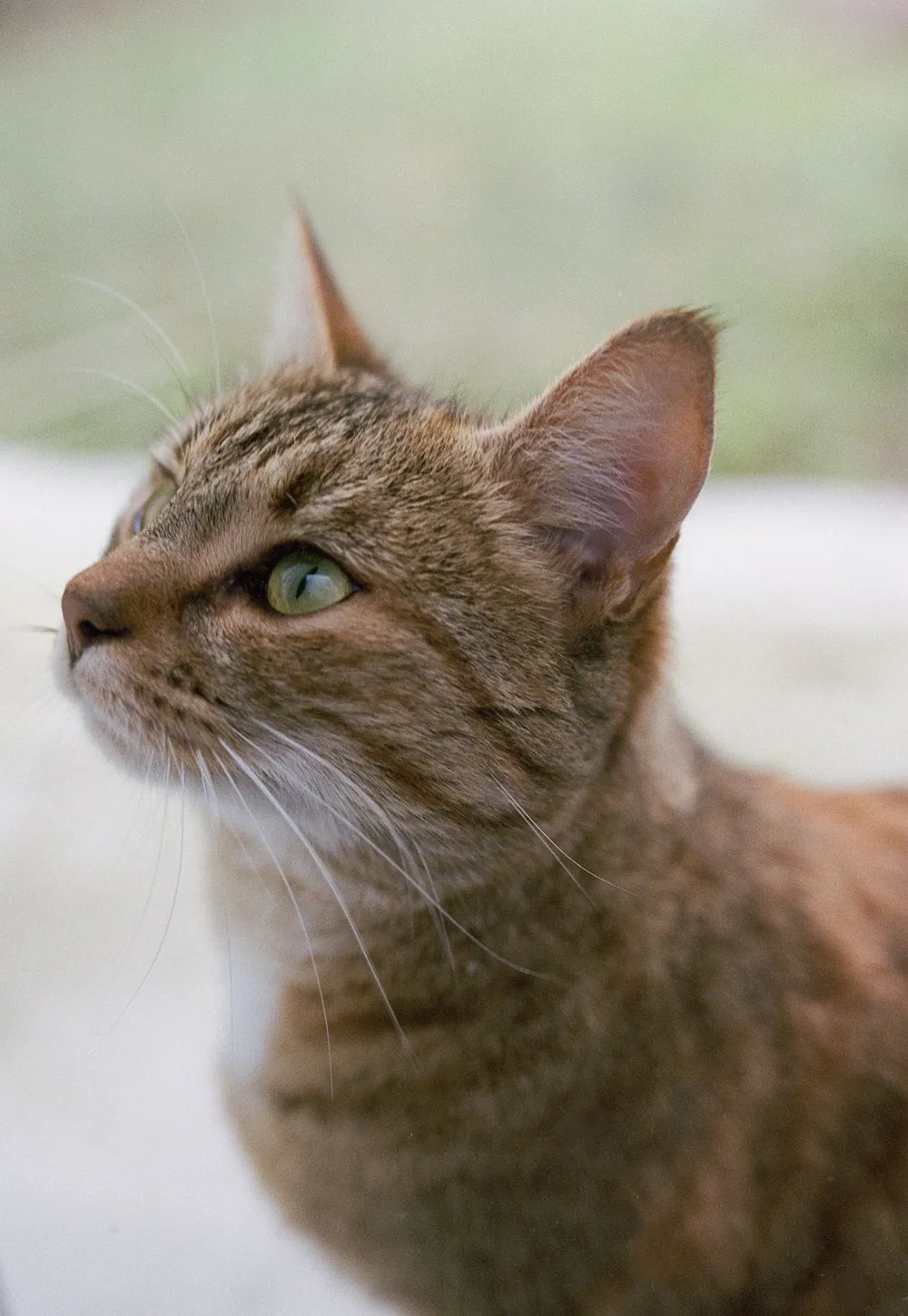 Gato atigrado de ojos verdes en primer plano