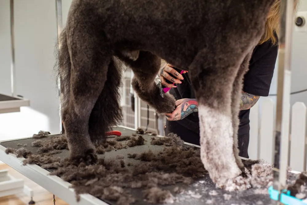 Groomer recortando el pelaje de un caniche en una mesa de salón