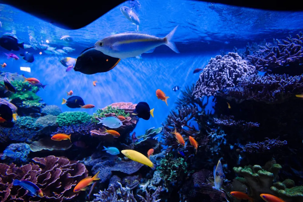 Peces tropicales de colores en un acuario de arrecife