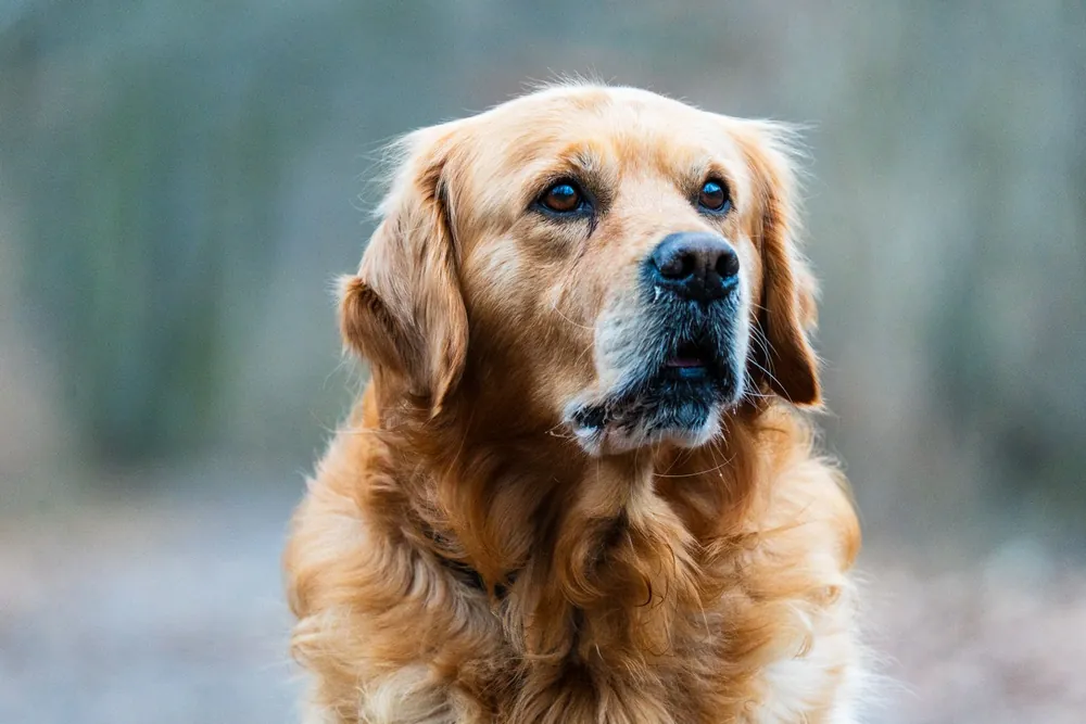 Golden retriever adulto mirando a la cámara al aire libre