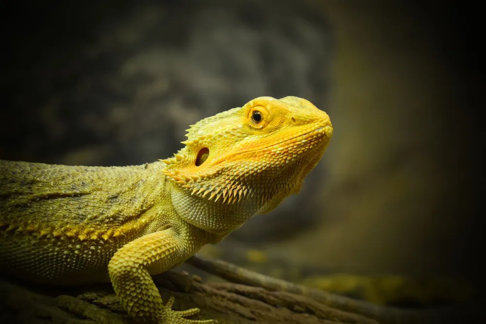 Dragón barbudo de tonos amarillos sobre una rama