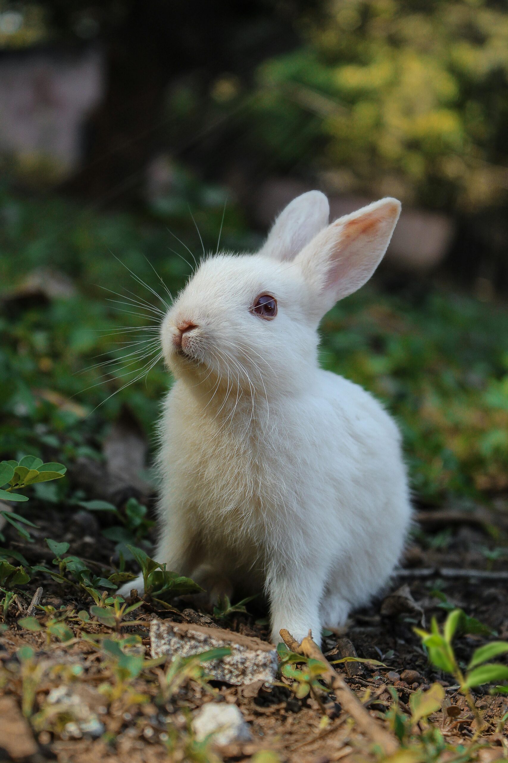 Charming white rabbit sitting on grass with plants in a serene outdoor environment.